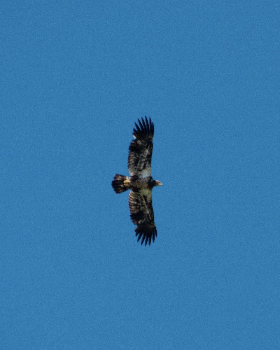 Bald Eagle - ML637701073