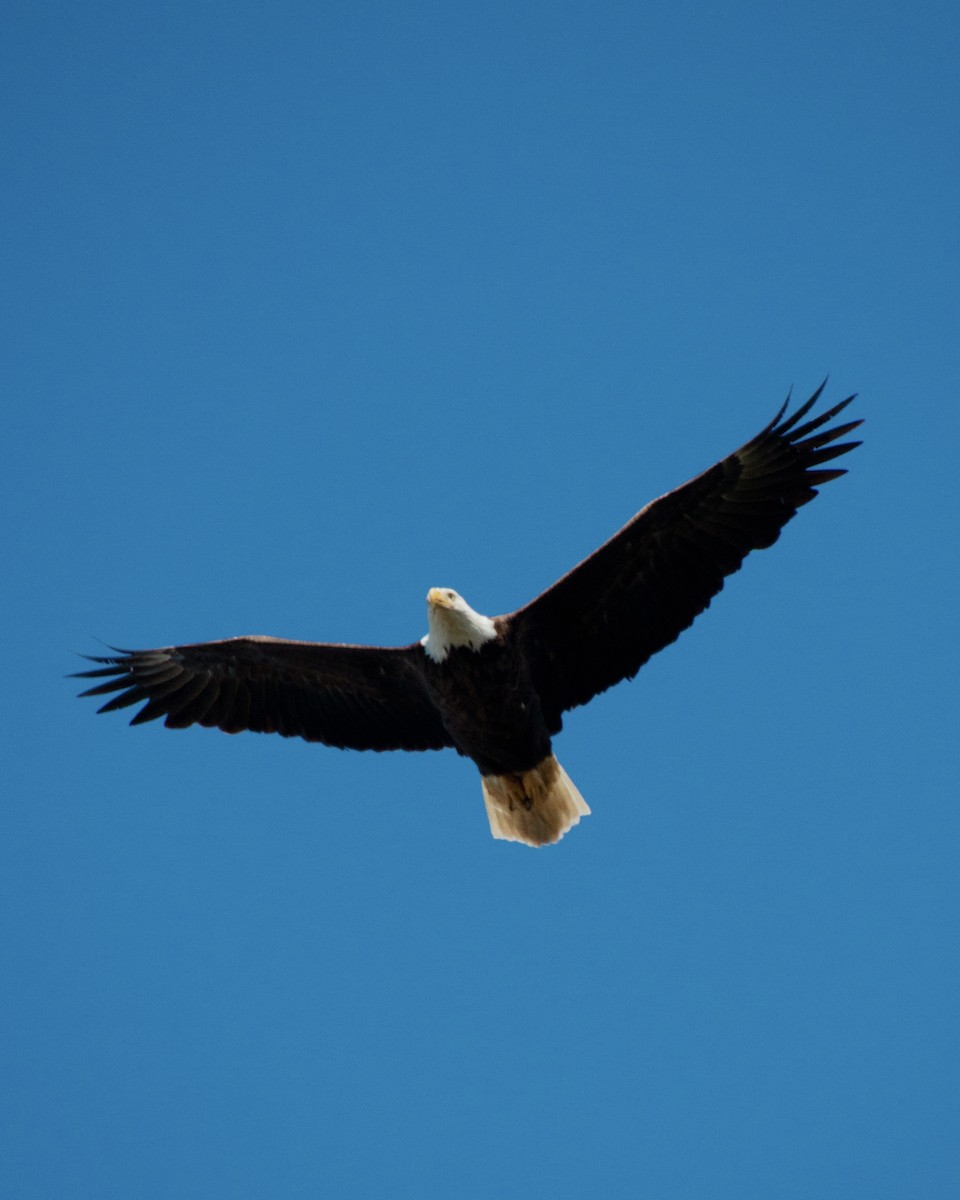 Bald Eagle - ML637701093