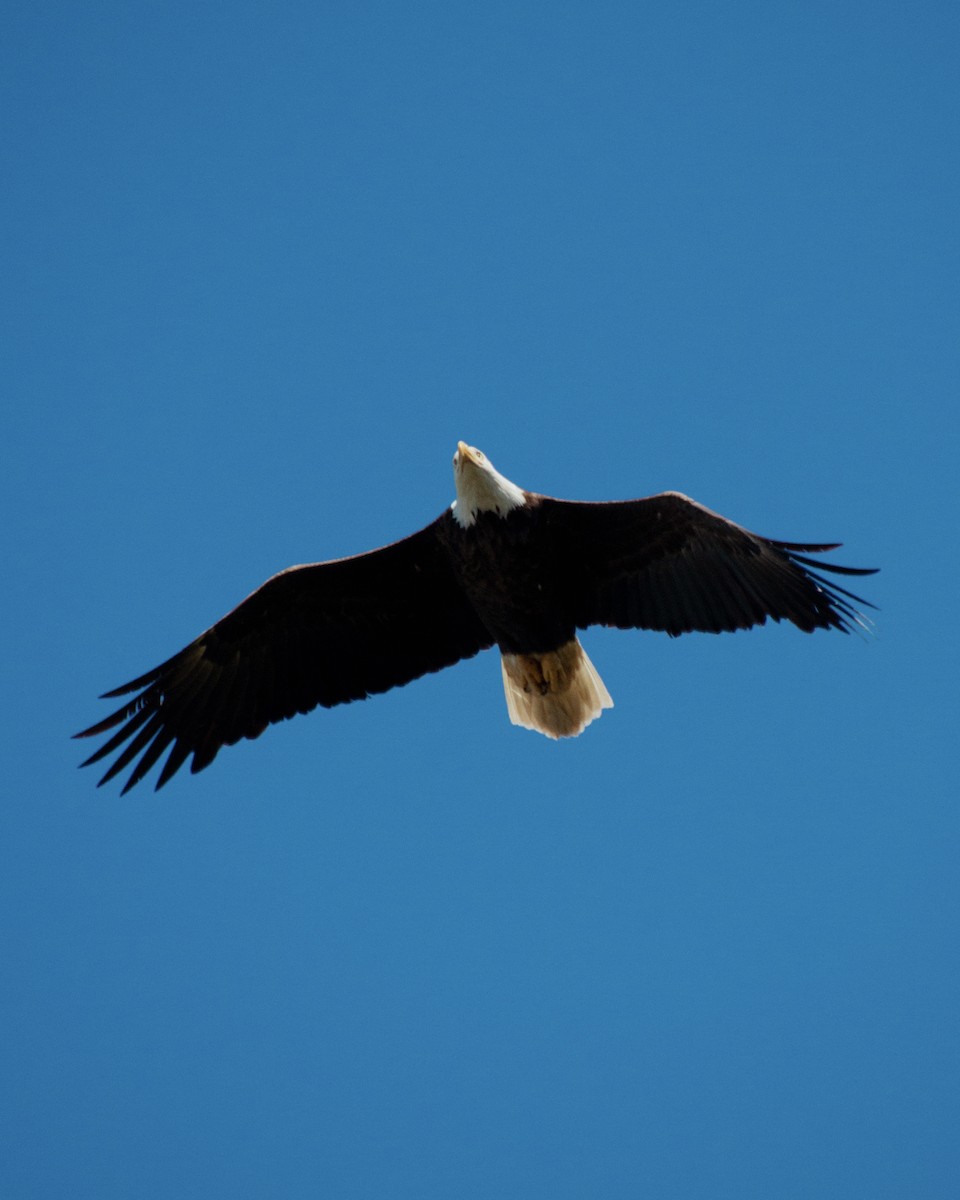 Bald Eagle - ML637701094