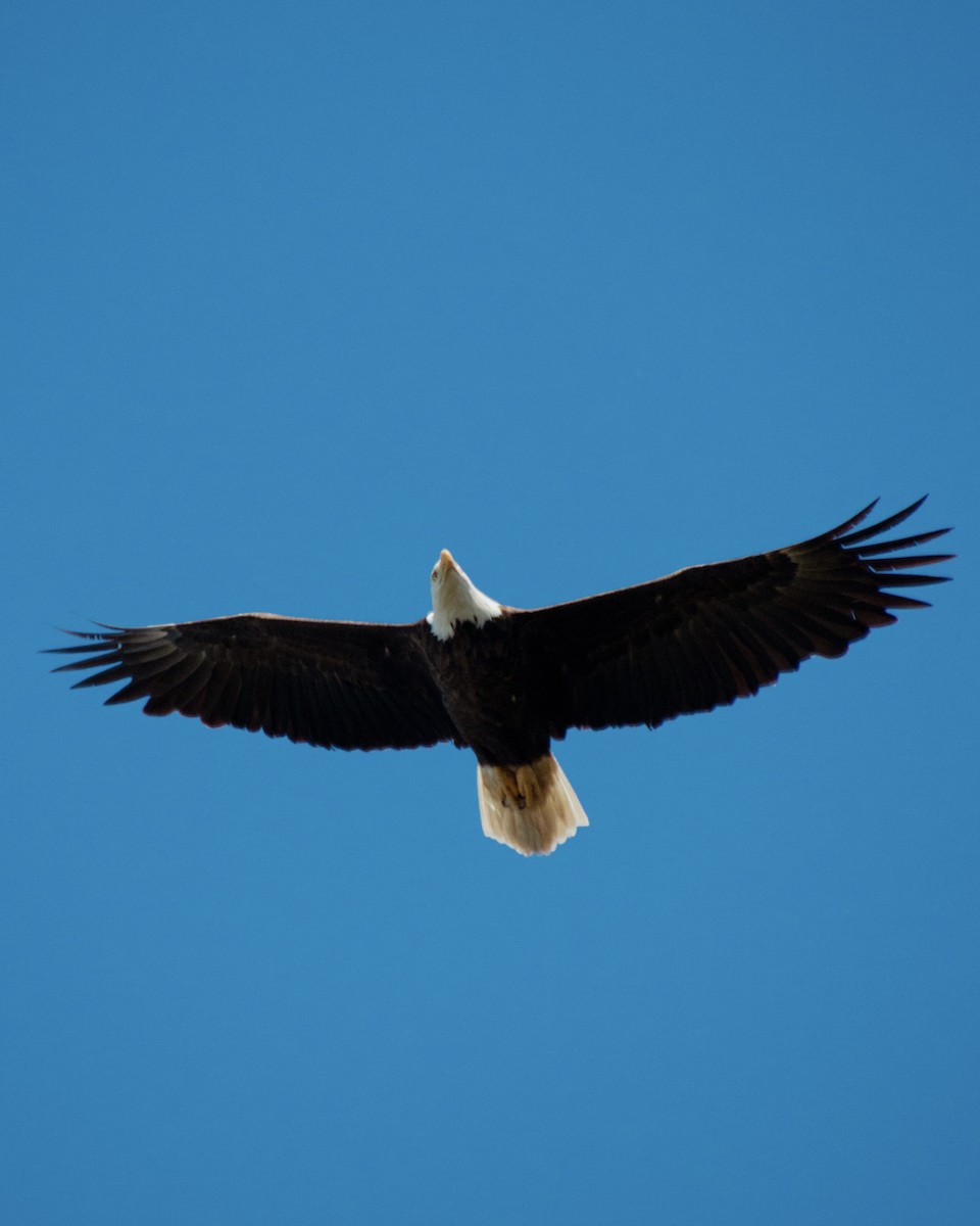 Bald Eagle - ML637701095
