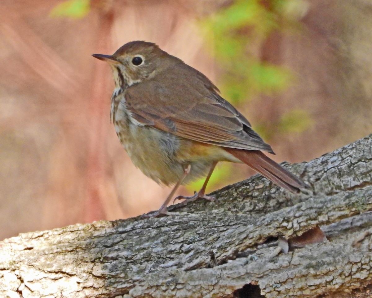 Hermit Thrush - ML637701098