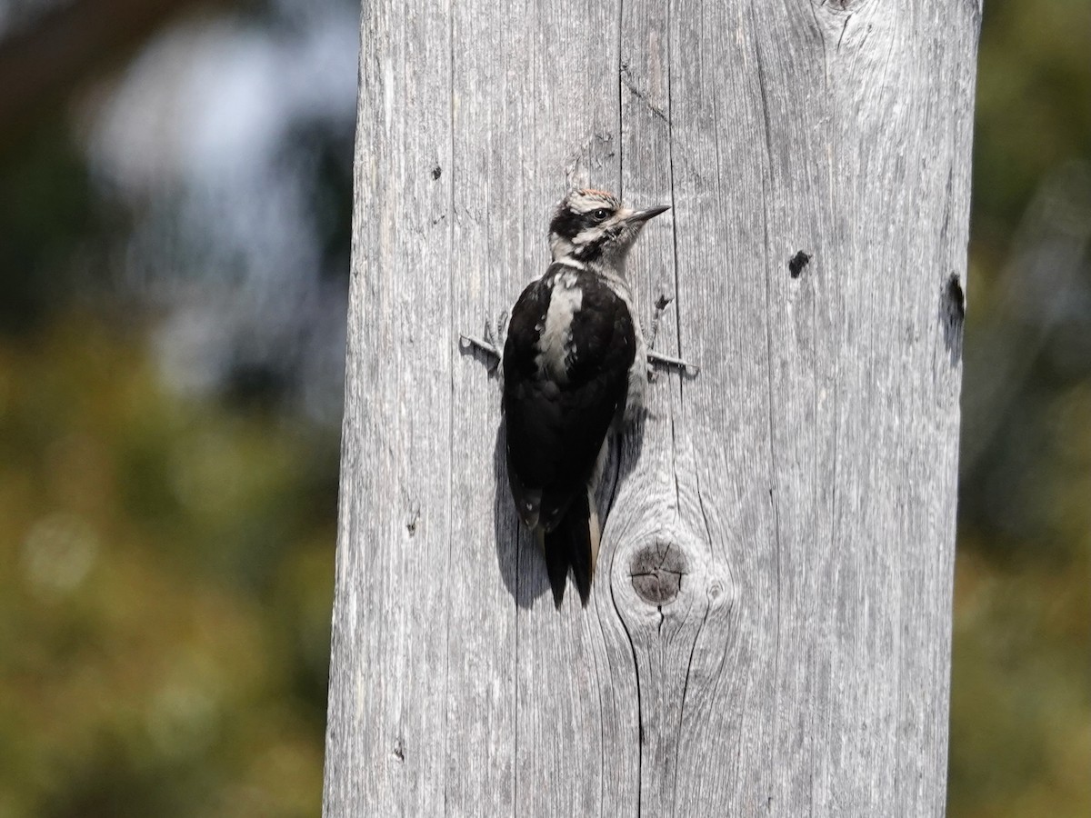 Hairy Woodpecker - ML637701106
