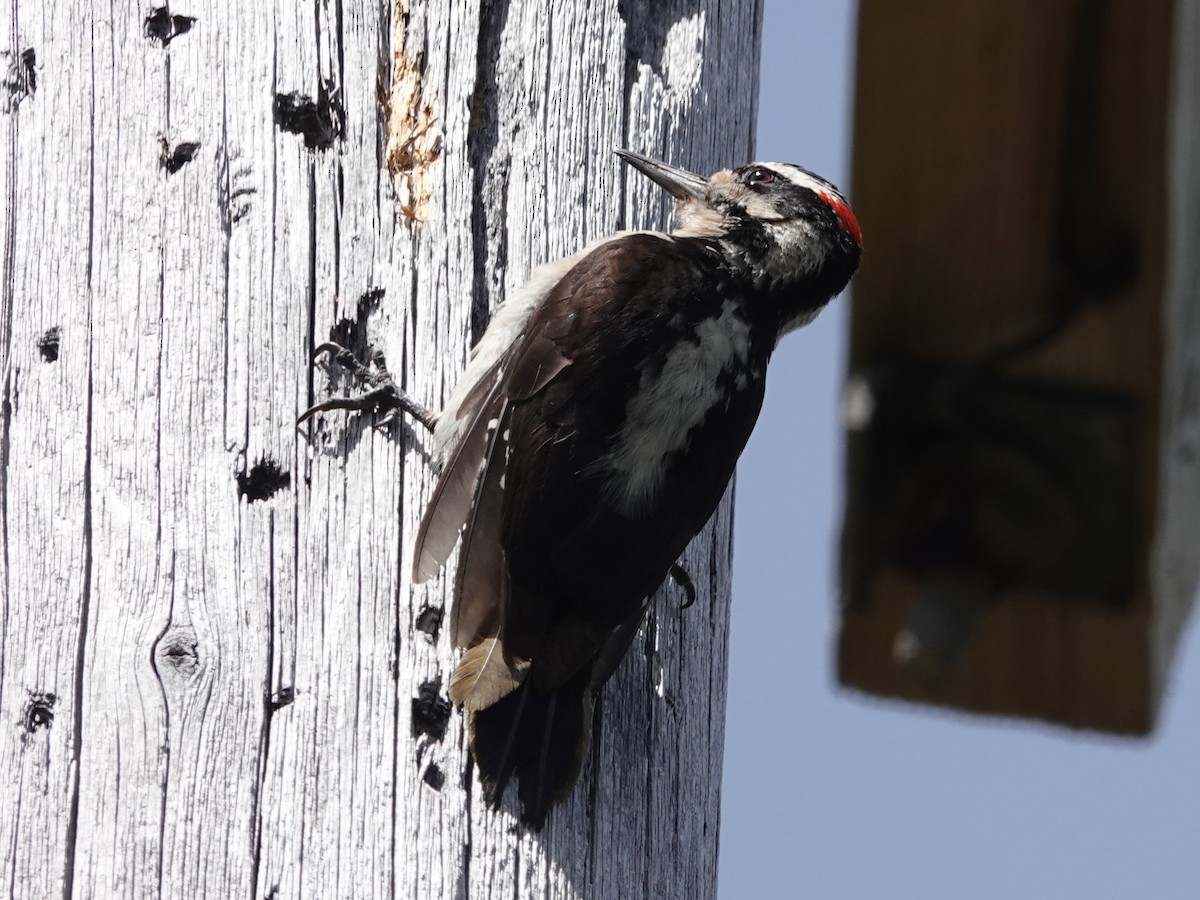 Hairy Woodpecker - ML637701107