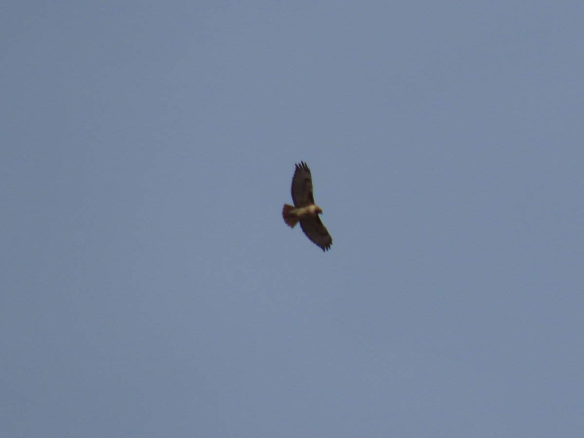 Red-tailed Hawk - ML637701138