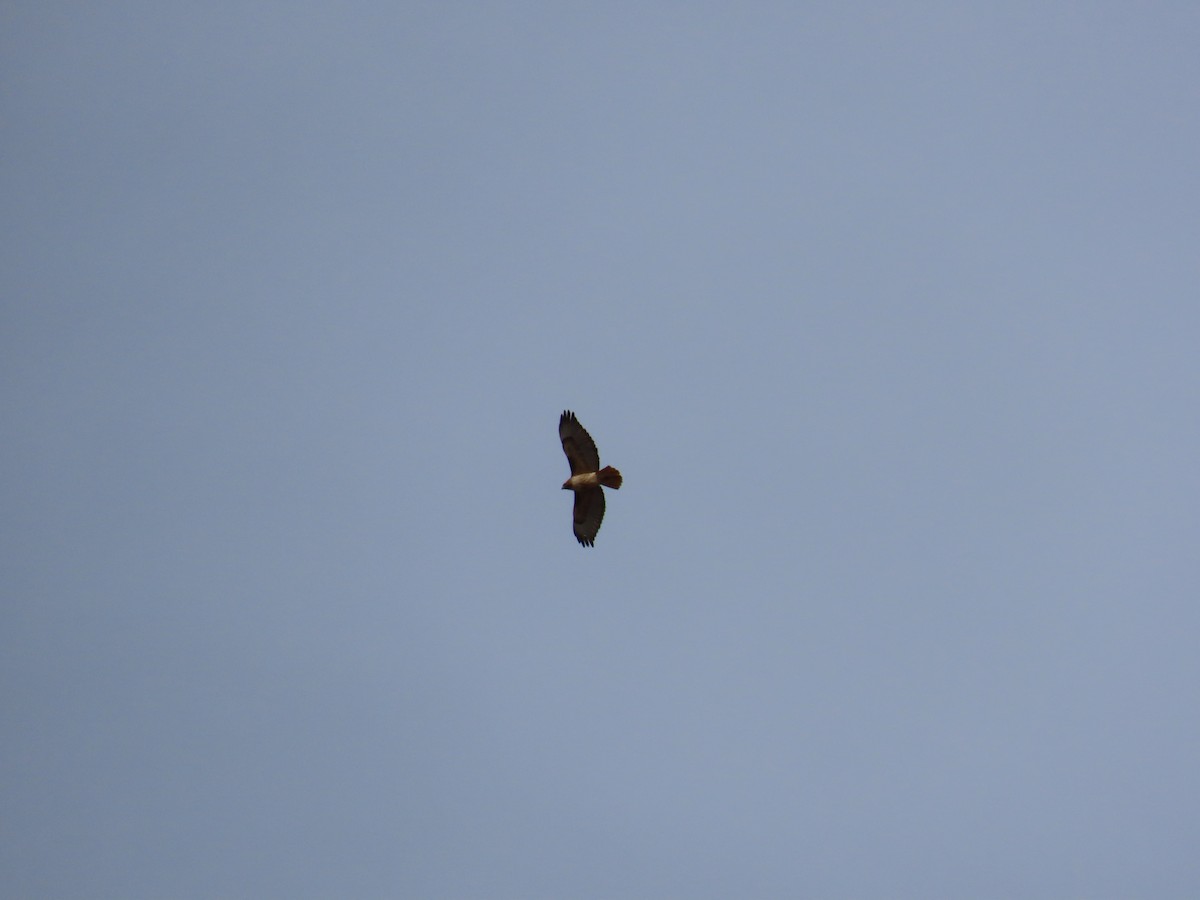 Red-tailed Hawk - ML637701140
