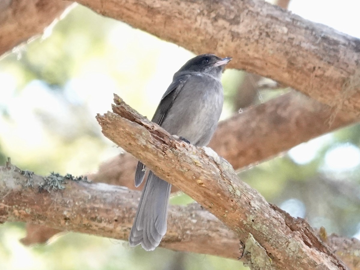 Canada Jay - ML637701151