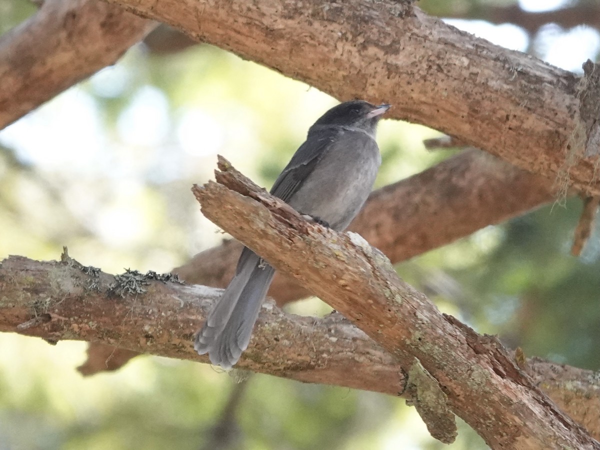 Canada Jay - ML637701153