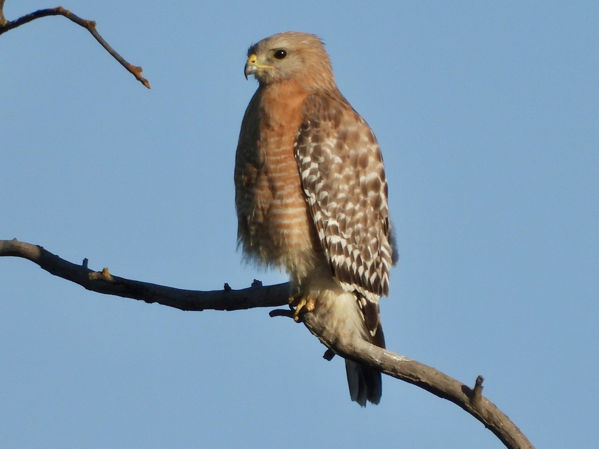 Red-shouldered Hawk - ML637701156