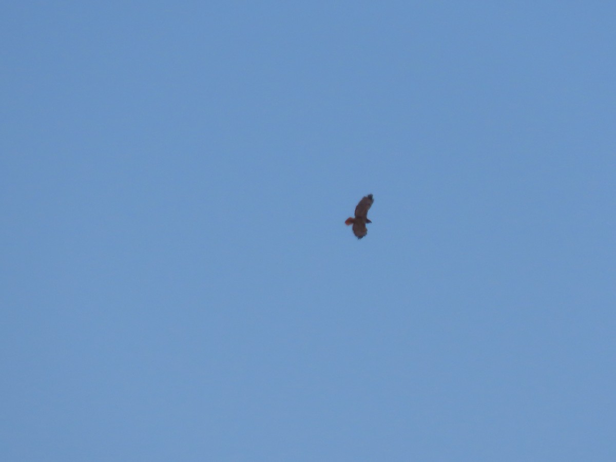 Red-tailed Hawk - ML637701162