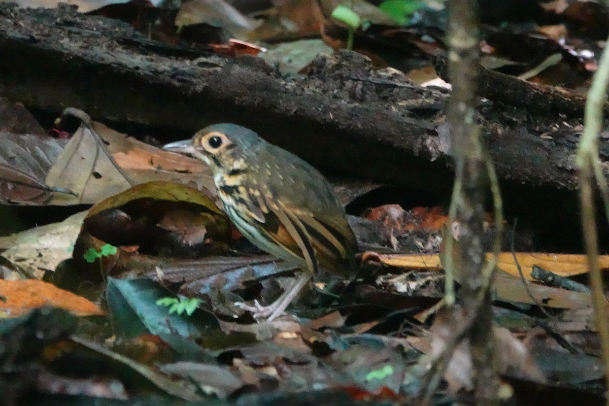 Streak-chested Antpitta - ML637701182