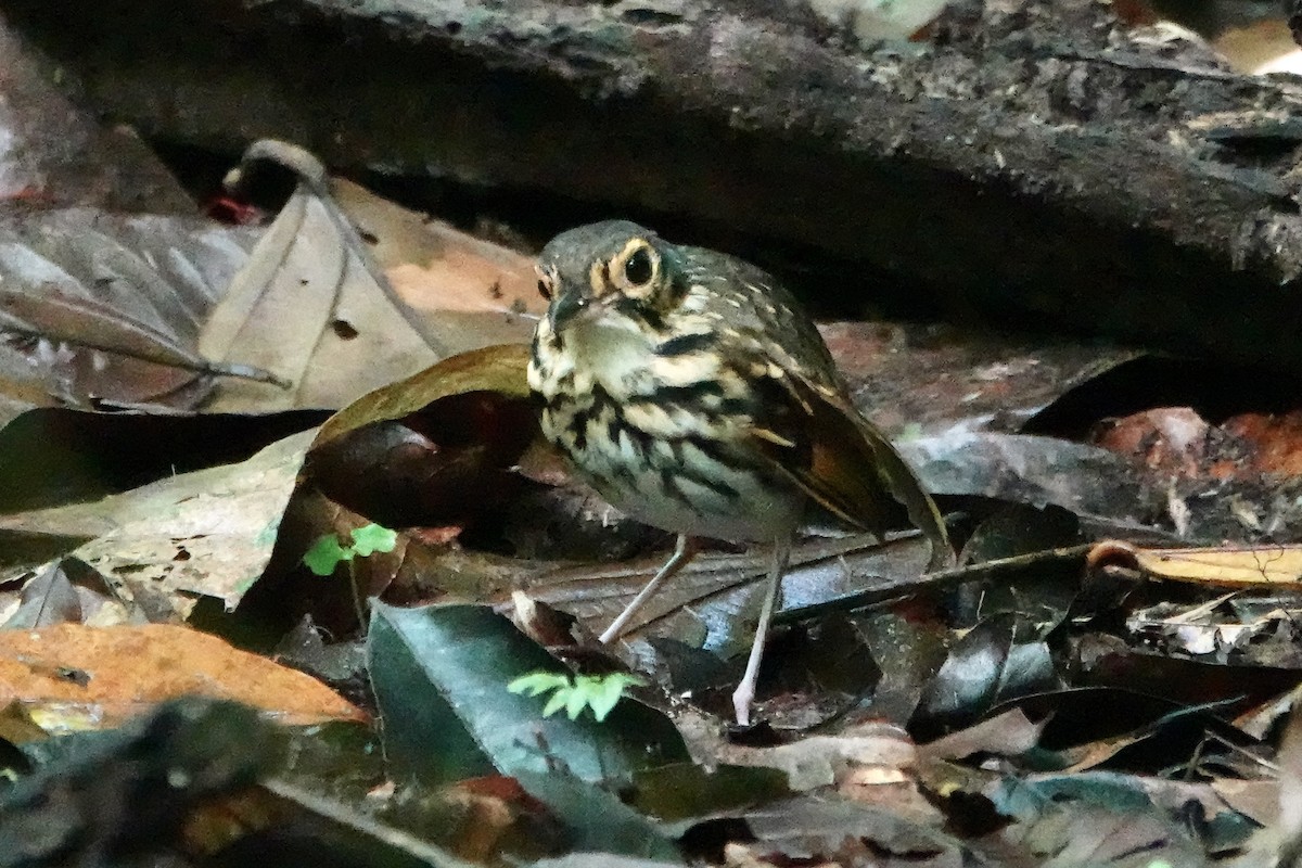 Streak-chested Antpitta - ML637701183