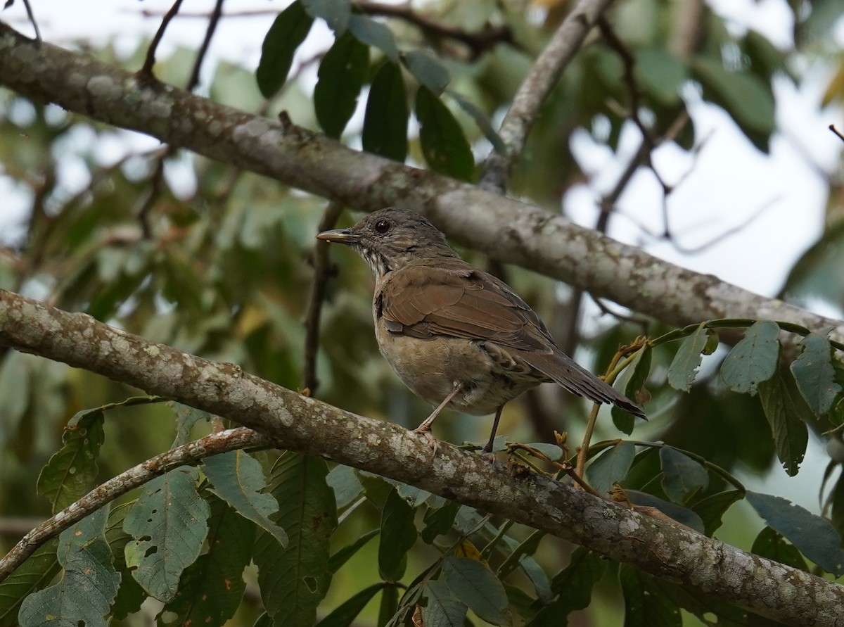 Pale-breasted Thrush - ML637701202