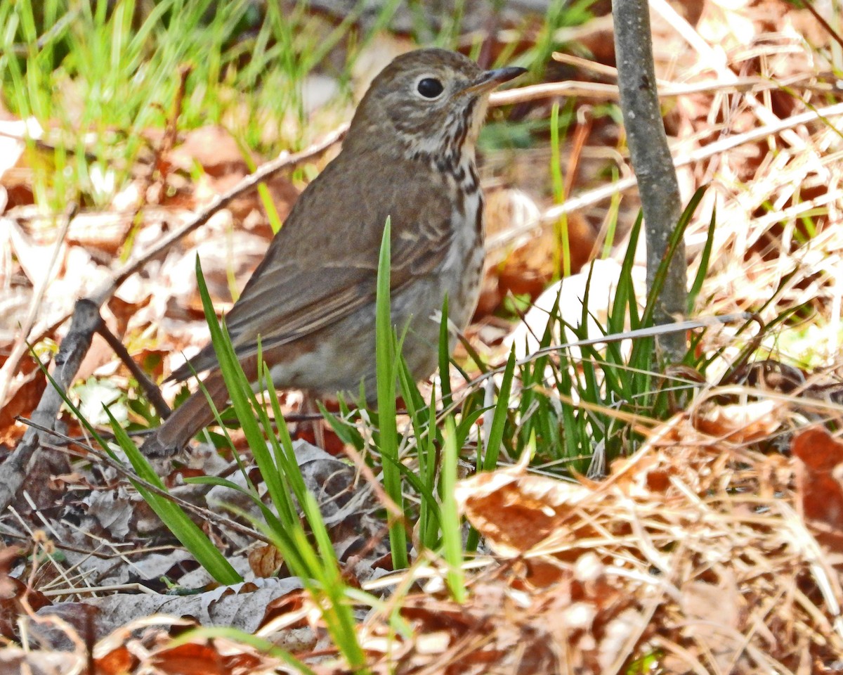 Hermit Thrush - ML637701242