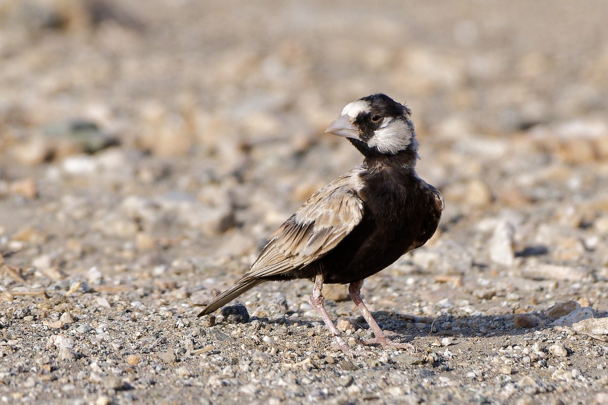 Black-crowned Sparrow-Lark - ML637701245