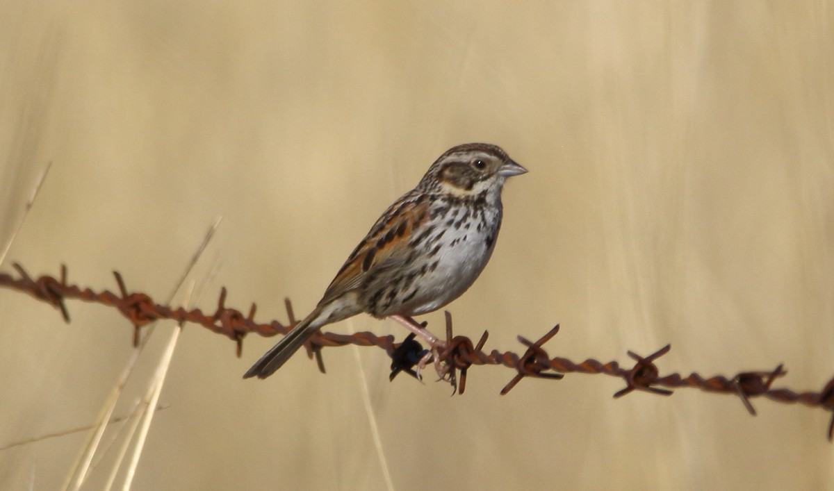 Sierra Madre Sparrow - ML637701270