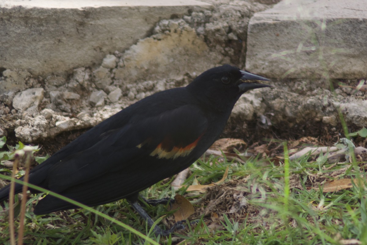 Red-winged Blackbird - ML637701279