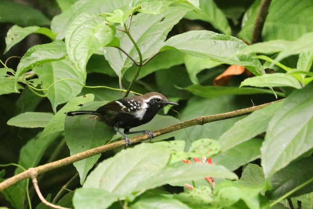 Northern White-fringed Antwren - ML637701286