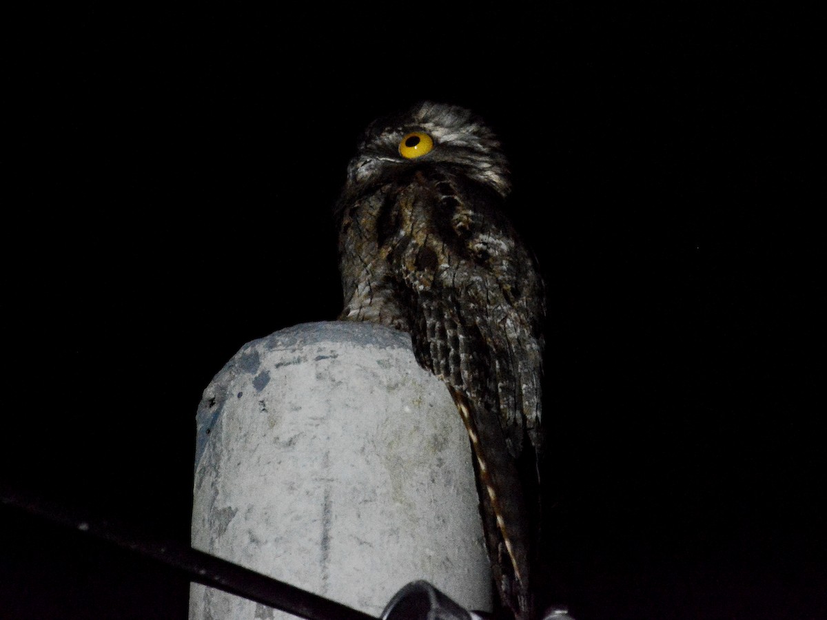 Northern Potoo - ML637701292