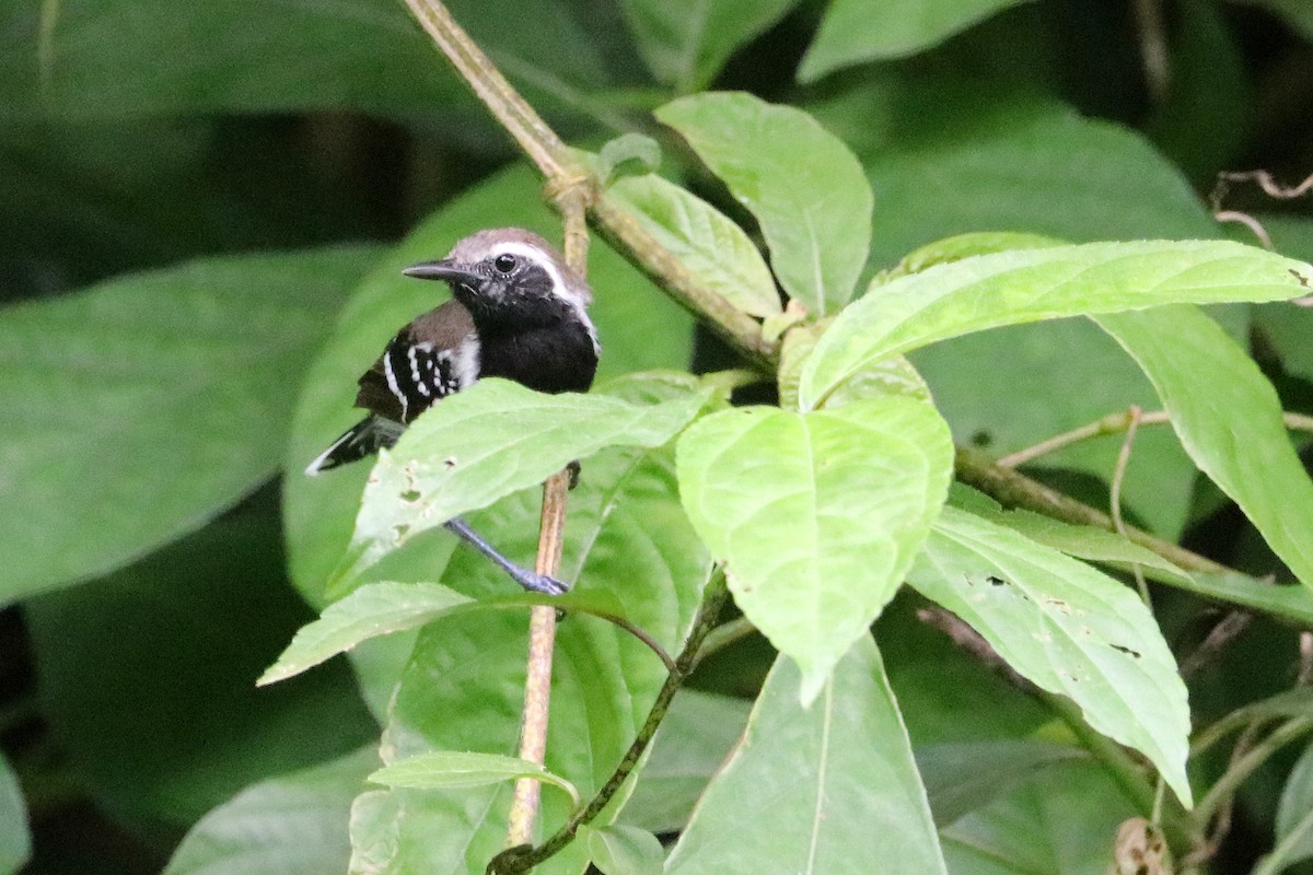 Northern White-fringed Antwren - ML637701296