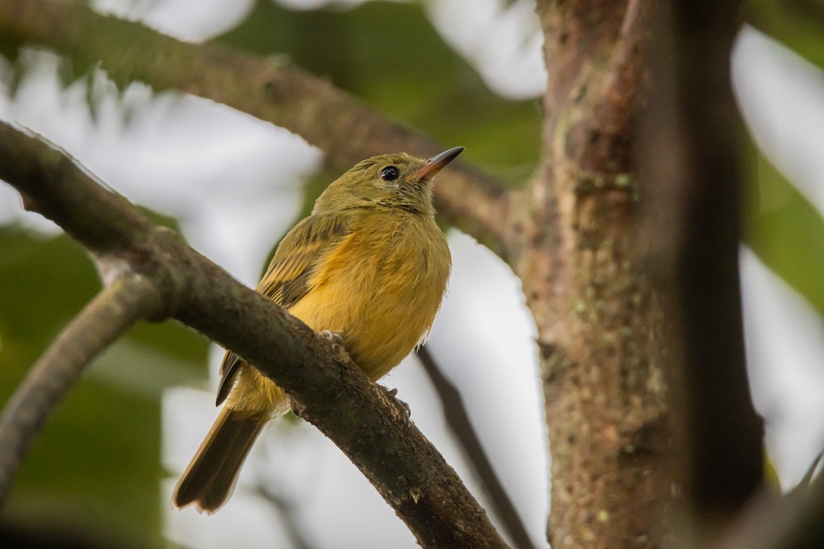 Ochre-bellied Flycatcher - ML637701327