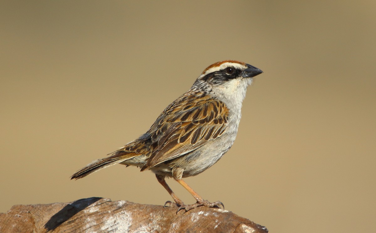 Striped Sparrow - ML637701340