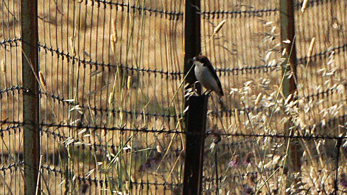 Woodchat Shrike - ML637701391