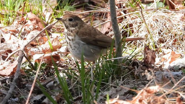 Hermit Thrush - ML637701401