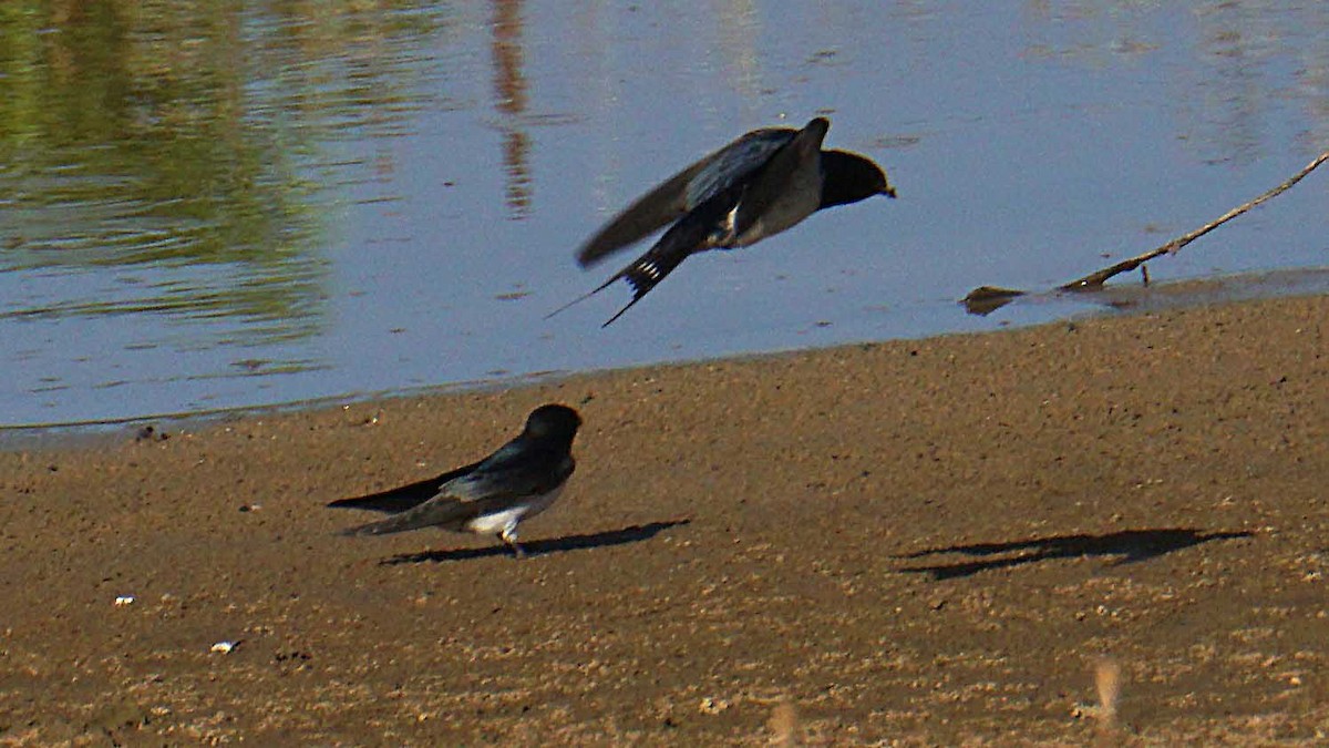 Barn Swallow - ML637701407