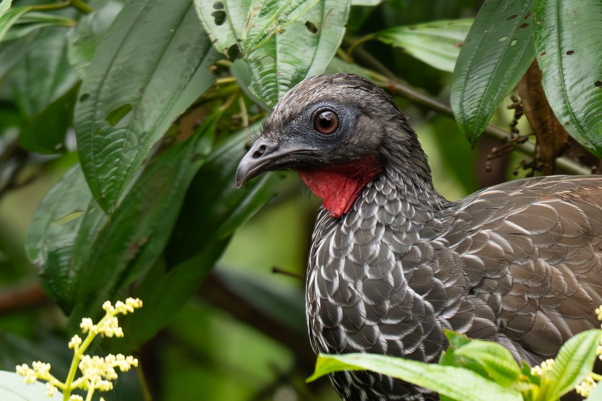 Cauca Guan - ML637701424