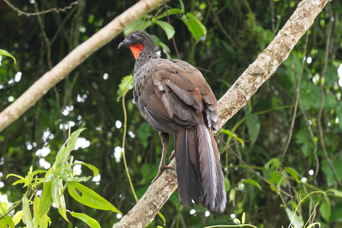 Cauca Guan - ML637701425