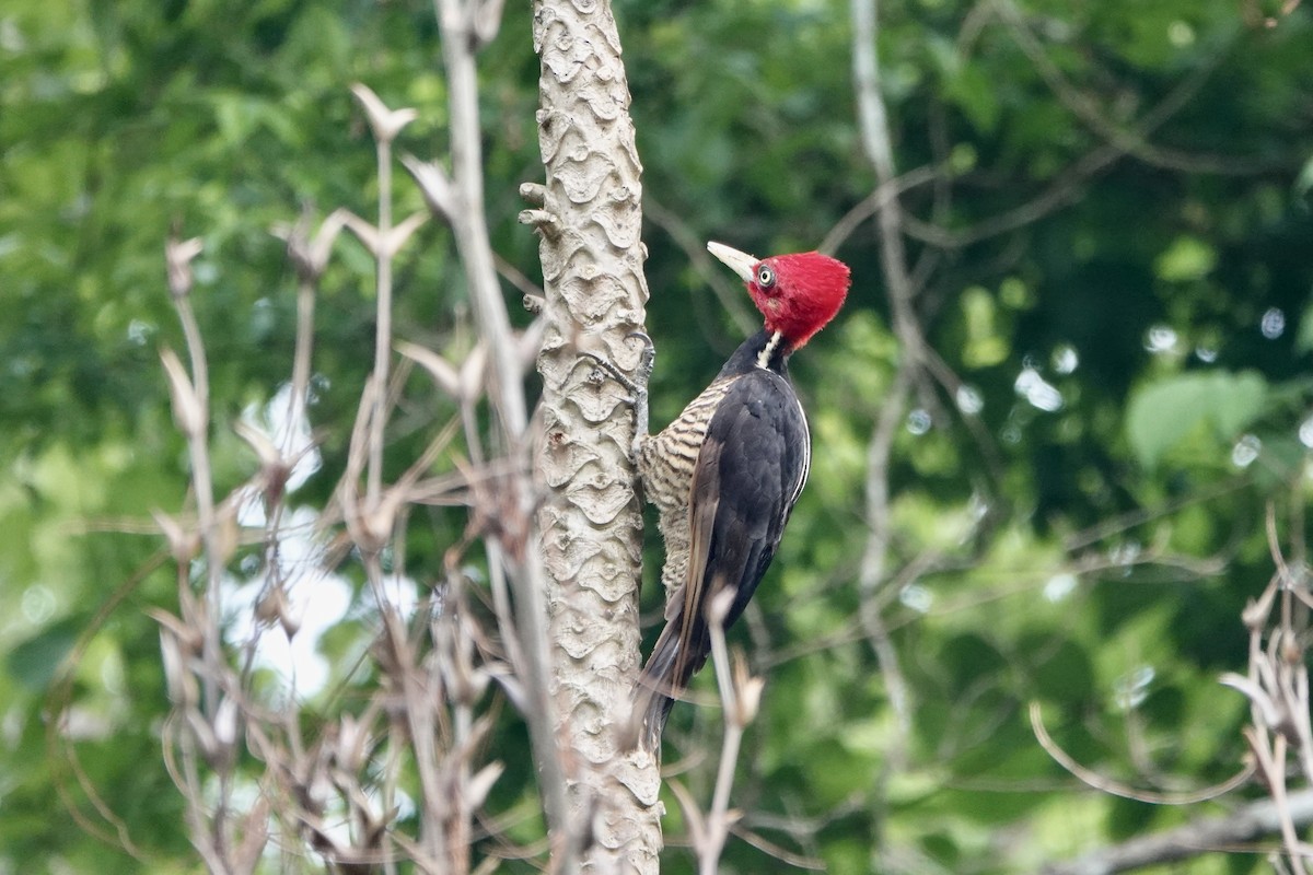 Pale-billed Woodpecker - ML637701427