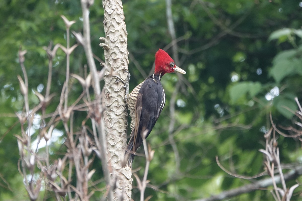 Pale-billed Woodpecker - ML637701434