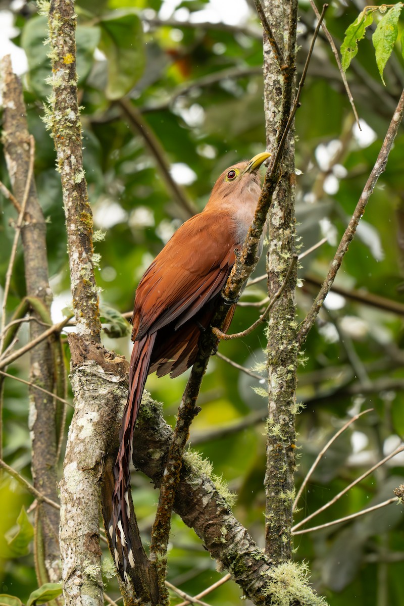 Squirrel Cuckoo - ML637701436