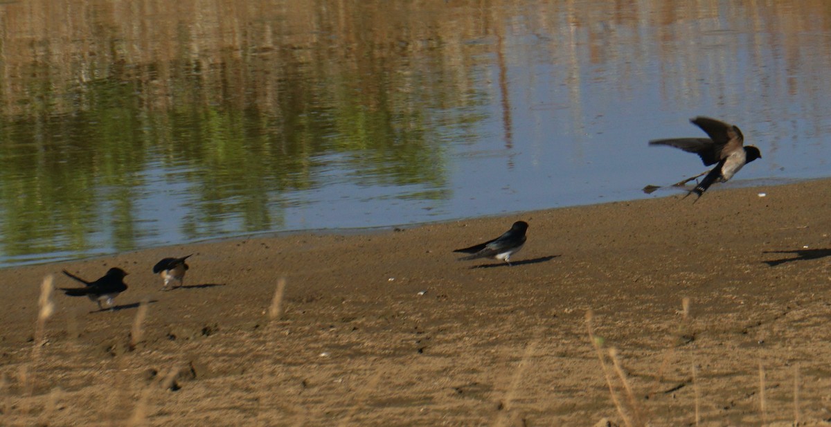 Barn Swallow - ML637701438