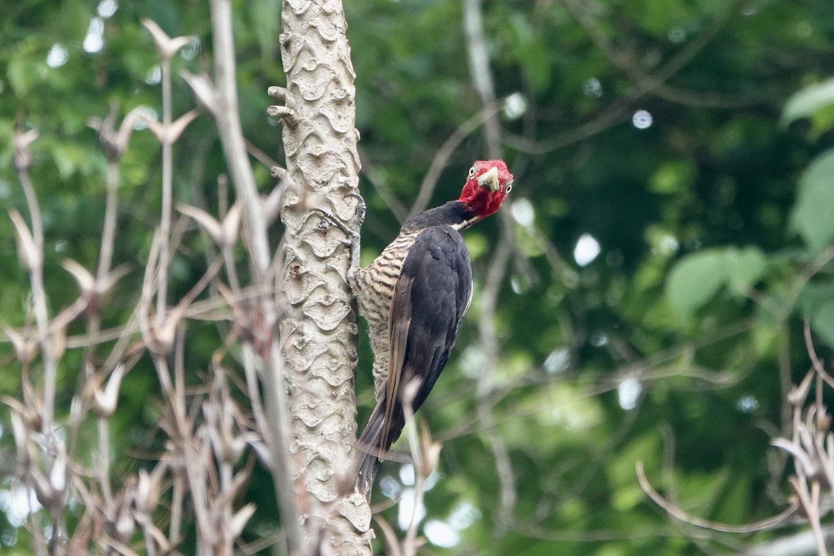 Pale-billed Woodpecker - ML637701439