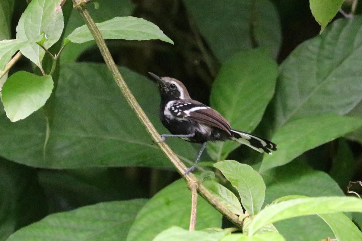 Northern White-fringed Antwren - ML637701440