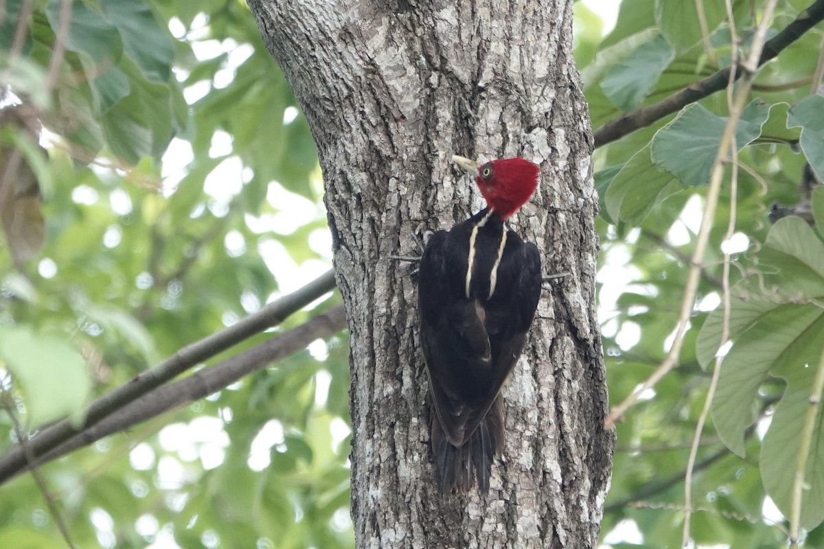 Pale-billed Woodpecker - ML637701447