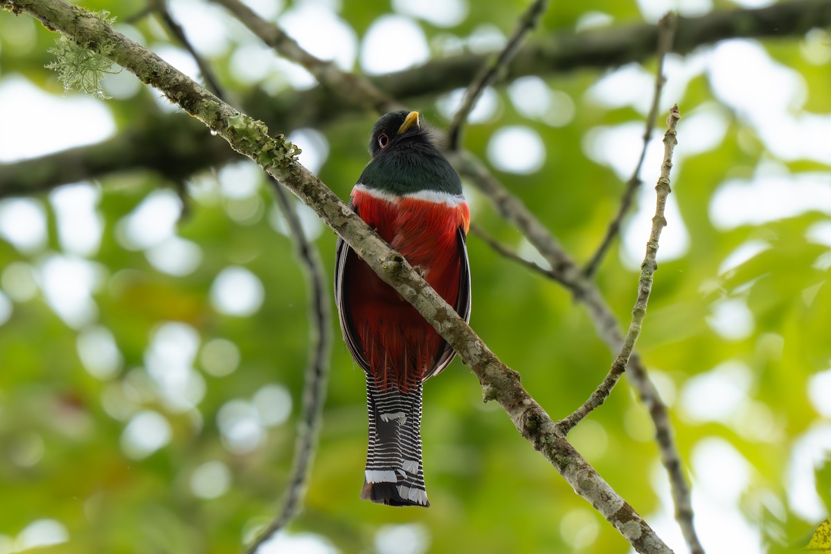 Masked Trogon - ML637701453