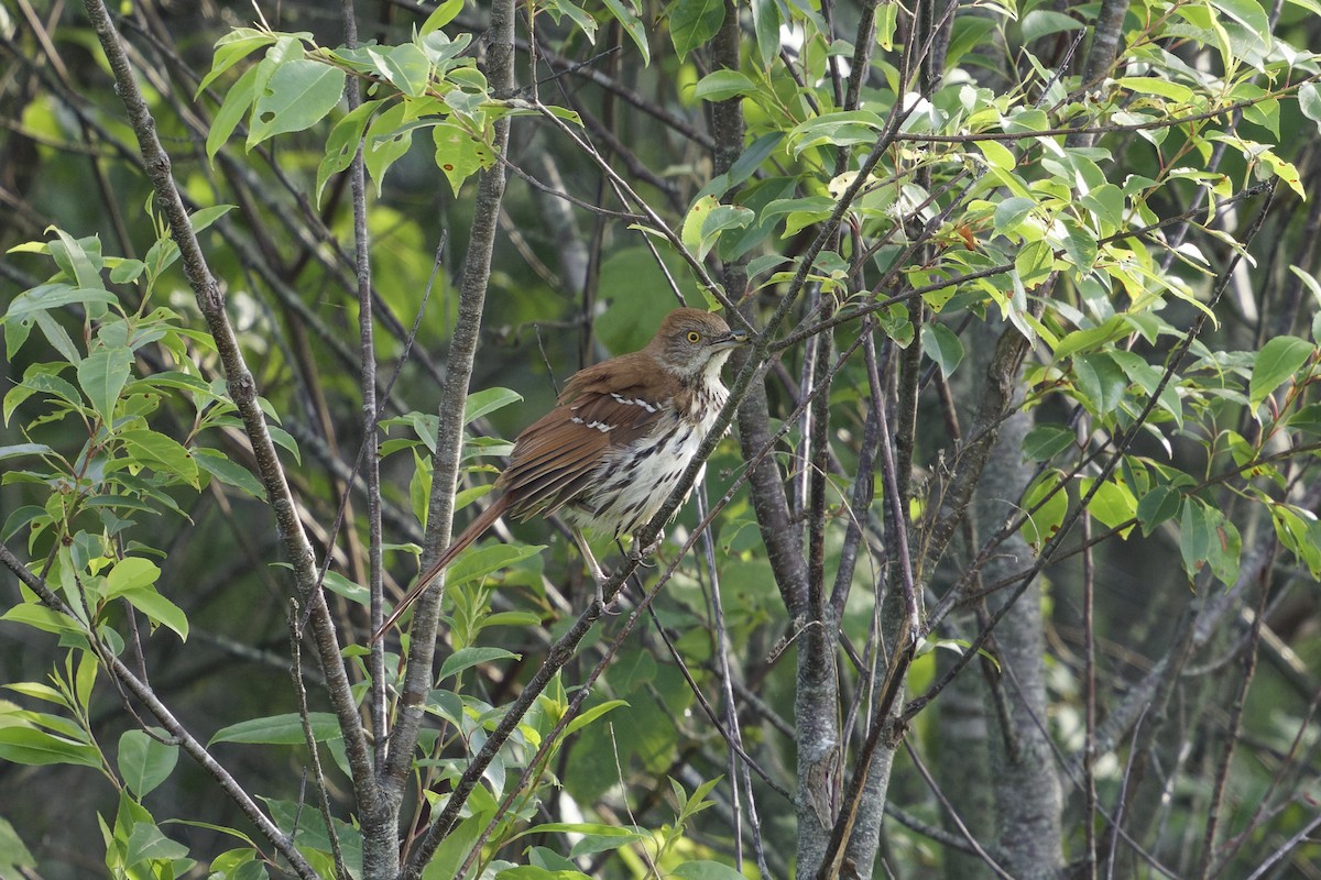 Brown Thrasher - ML637701486