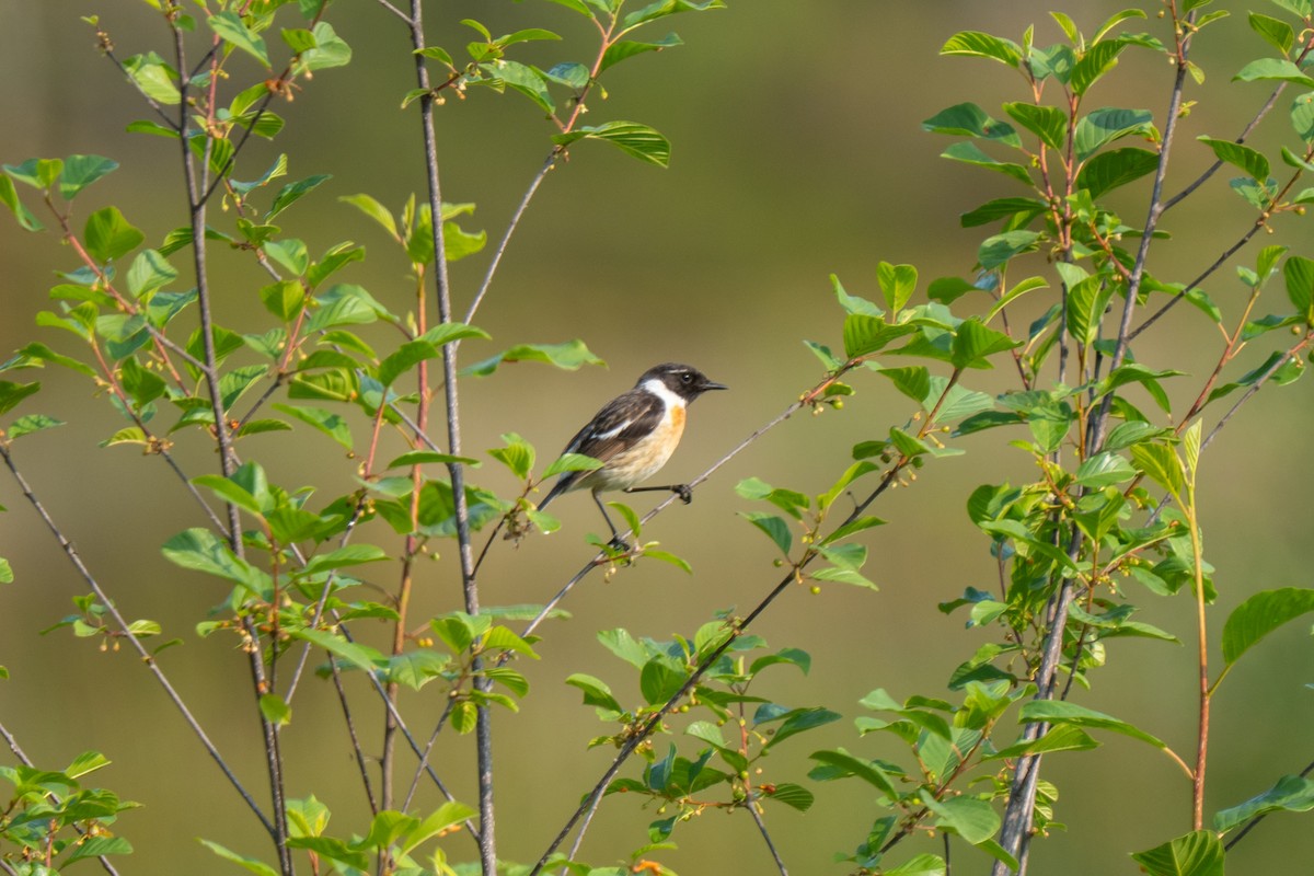 European Stonechat - ML637701493