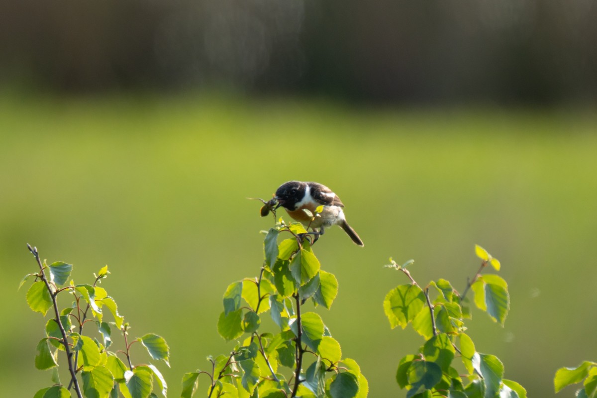 European Stonechat - ML637701494