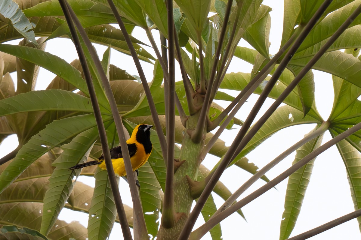 Yellow-backed Oriole - ML637701514