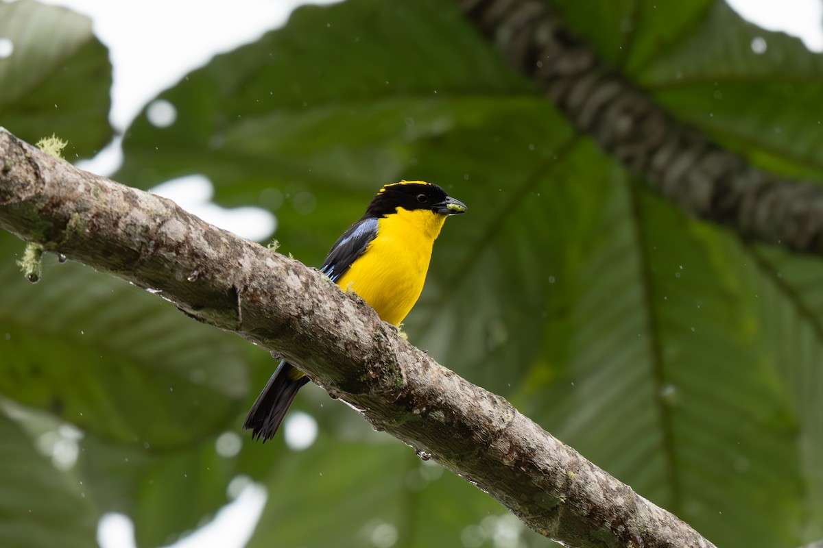 Blue-winged Mountain Tanager - ML637701530