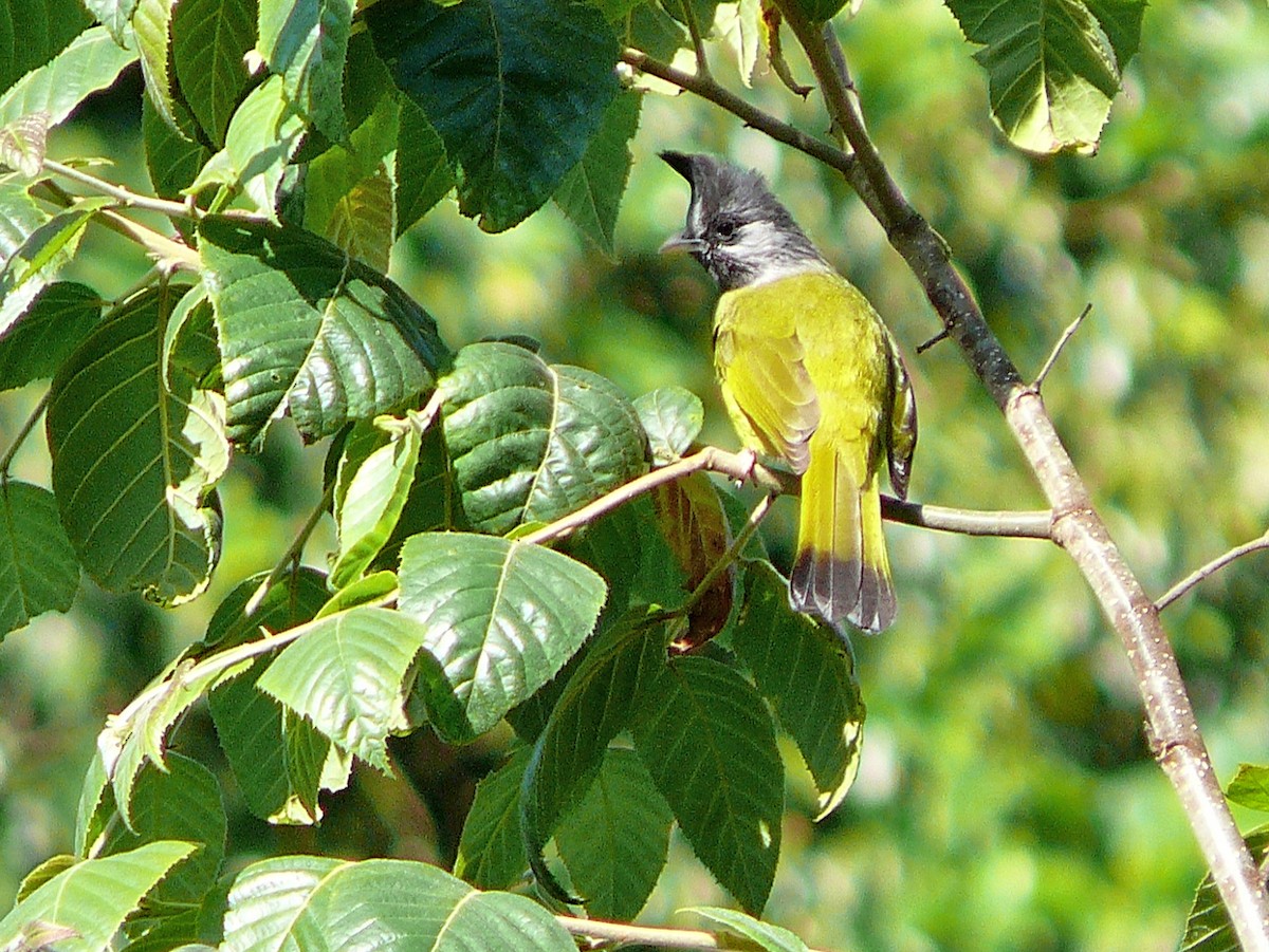 Crested Finchbill - ML637701551