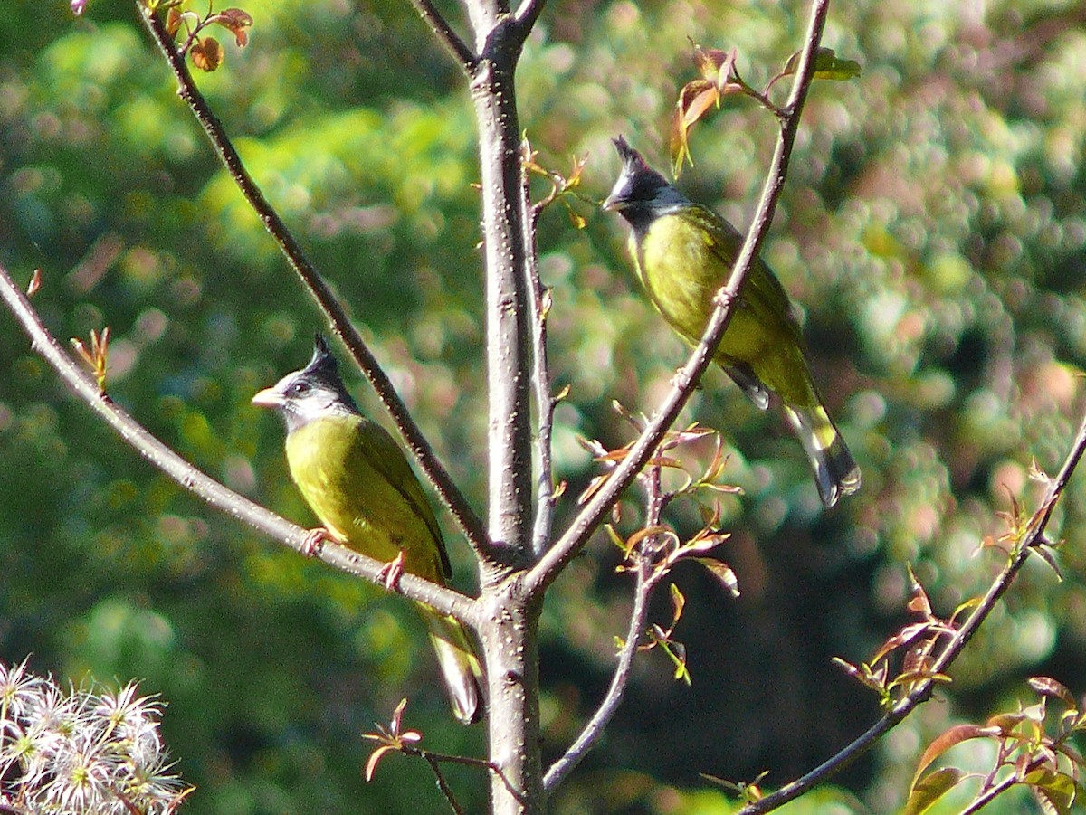 Crested Finchbill - ML637701552