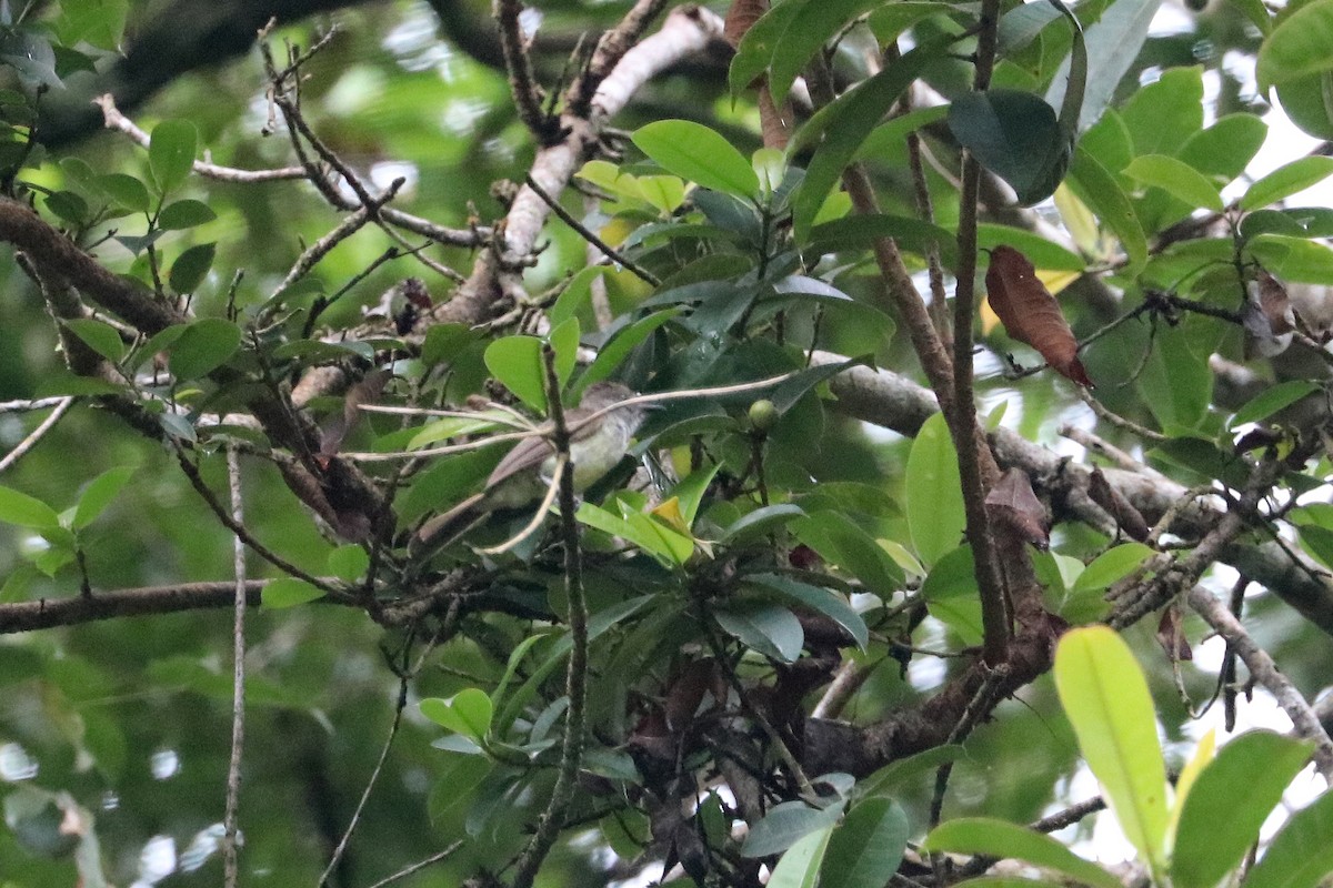 Venezuelan Flycatcher - ML637701632