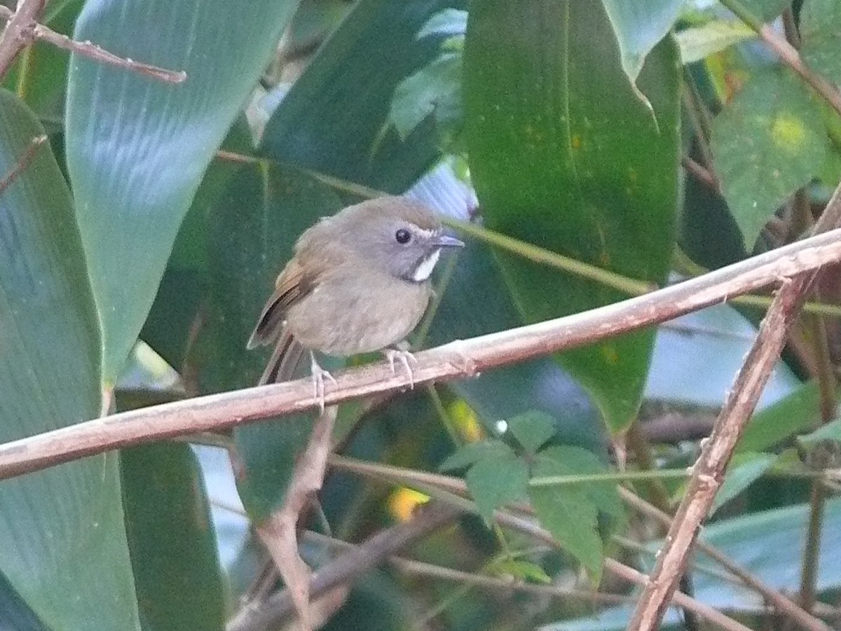 White-gorgeted Flycatcher - ML637701660