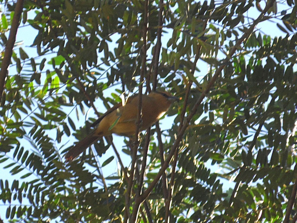Brown Tanager - ML637701709