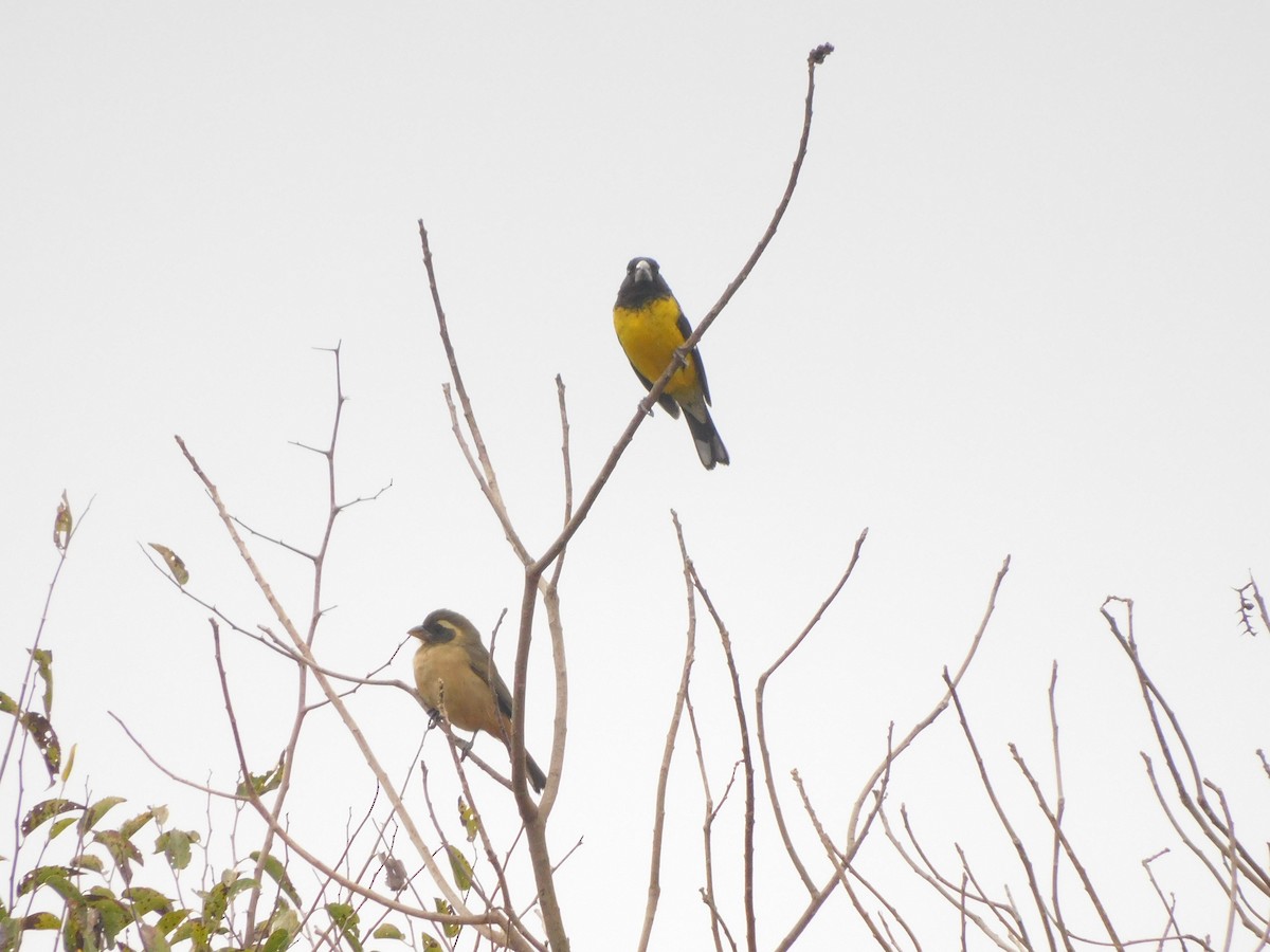 Black-backed Grosbeak - ML637701718