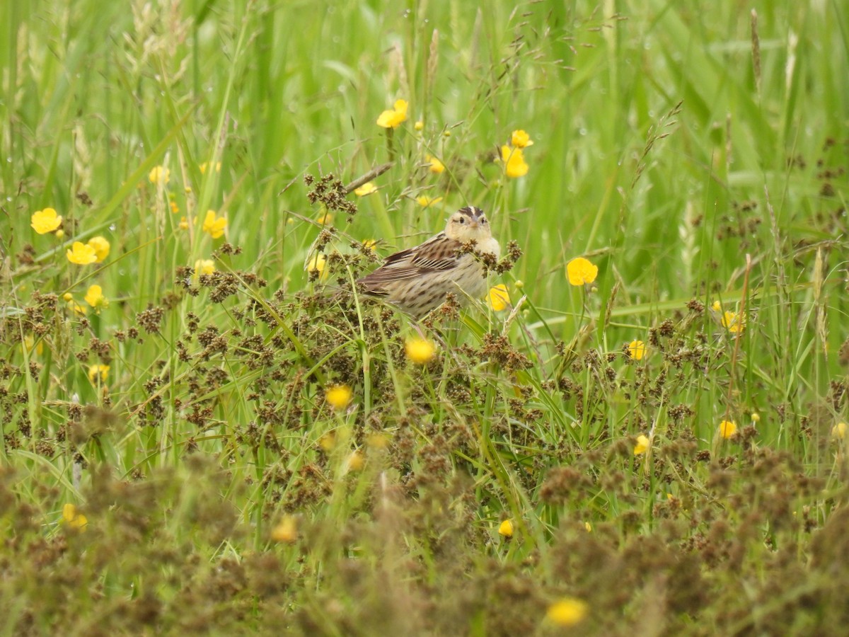 Bobolink - ML637701721
